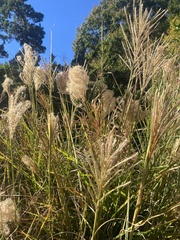Miscanthus