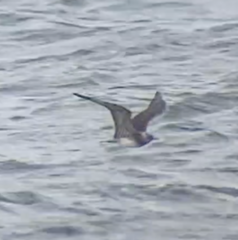 Stercorarius parasiticus