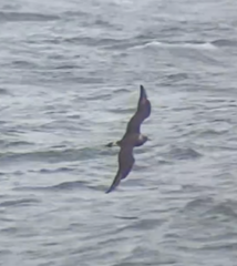 Stercorarius parasiticus