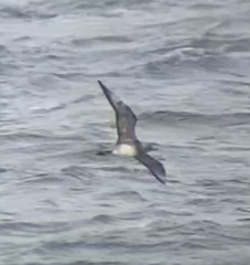 Stercorarius parasiticus