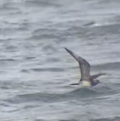 Stercorarius parasiticus