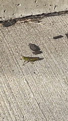 Melanoplus differentialis