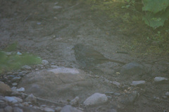 Passerella iliaca schistacea