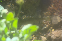 Oncorhynchus clarkii