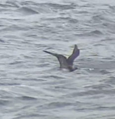 Stercorarius parasiticus