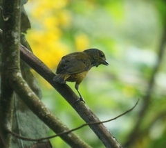 Euphonia pectoralis