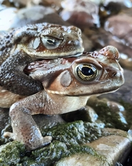 Rhinella arenarum