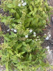 Pentas lanceolata