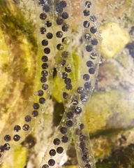 Rhinella arenarum