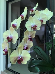 Phalaenopsis