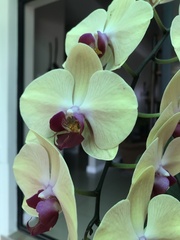 Phalaenopsis