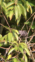 Thamnophilus doliatus