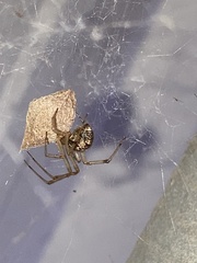 Theridiidae