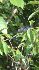 Thamnophilus doliatus