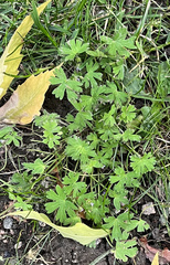 Geranium pusillum