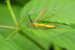 Nephrotoma flavescens