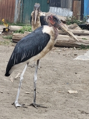 Leptoptilos crumenifer