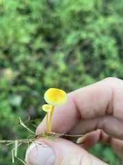 Mycena crocea
