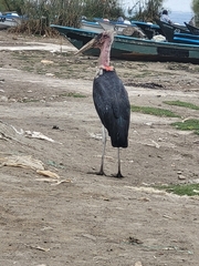 Leptoptilos crumenifer