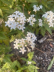 Pentas lanceolata