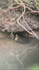 Rhinoclemmys funerea