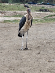 Leptoptilos crumenifer