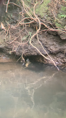 Rhinoclemmys funerea