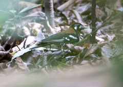 Geokichla erythronota