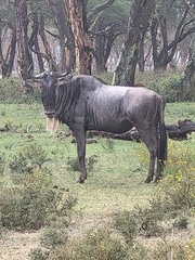 Connochaetes taurinus