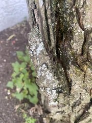 Lecanora thysanophora