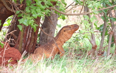 Varanus albigularis microstictus