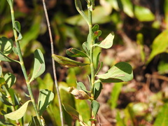 Polygonella macrophylla