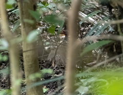 Megapodius cumingii gilbertii