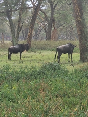 Connochaetes taurinus