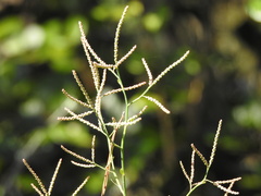 Polygonella macrophylla