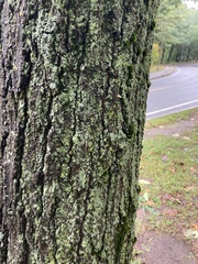 Lecanora thysanophora