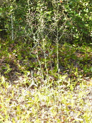 Polygonella macrophylla