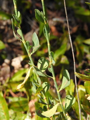 Polygonella macrophylla