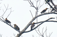 Colaptes campestris campestris