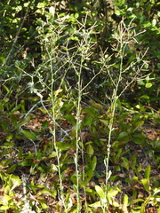 Polygonella macrophylla