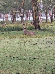 Kobus ellipsiprymnus