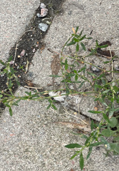 Polygonum aviculare