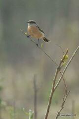 Saxicola stejnegeri