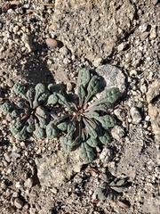 Calyptridium monospermum