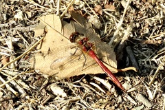 Sympetrum pallipes