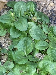 Mazus pumilus