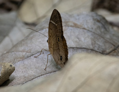 Satyrinae