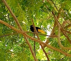 Cassiculus melanicterus