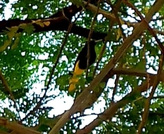 Cassiculus melanicterus