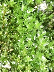 Ptychostomum pseudotriquetrum